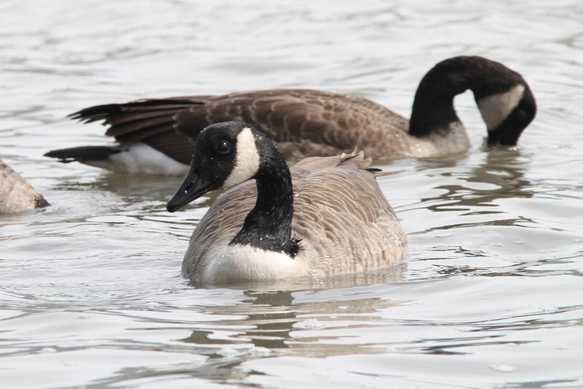 Canada Goose (Branta canadensis)